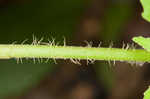 Toothed sedge